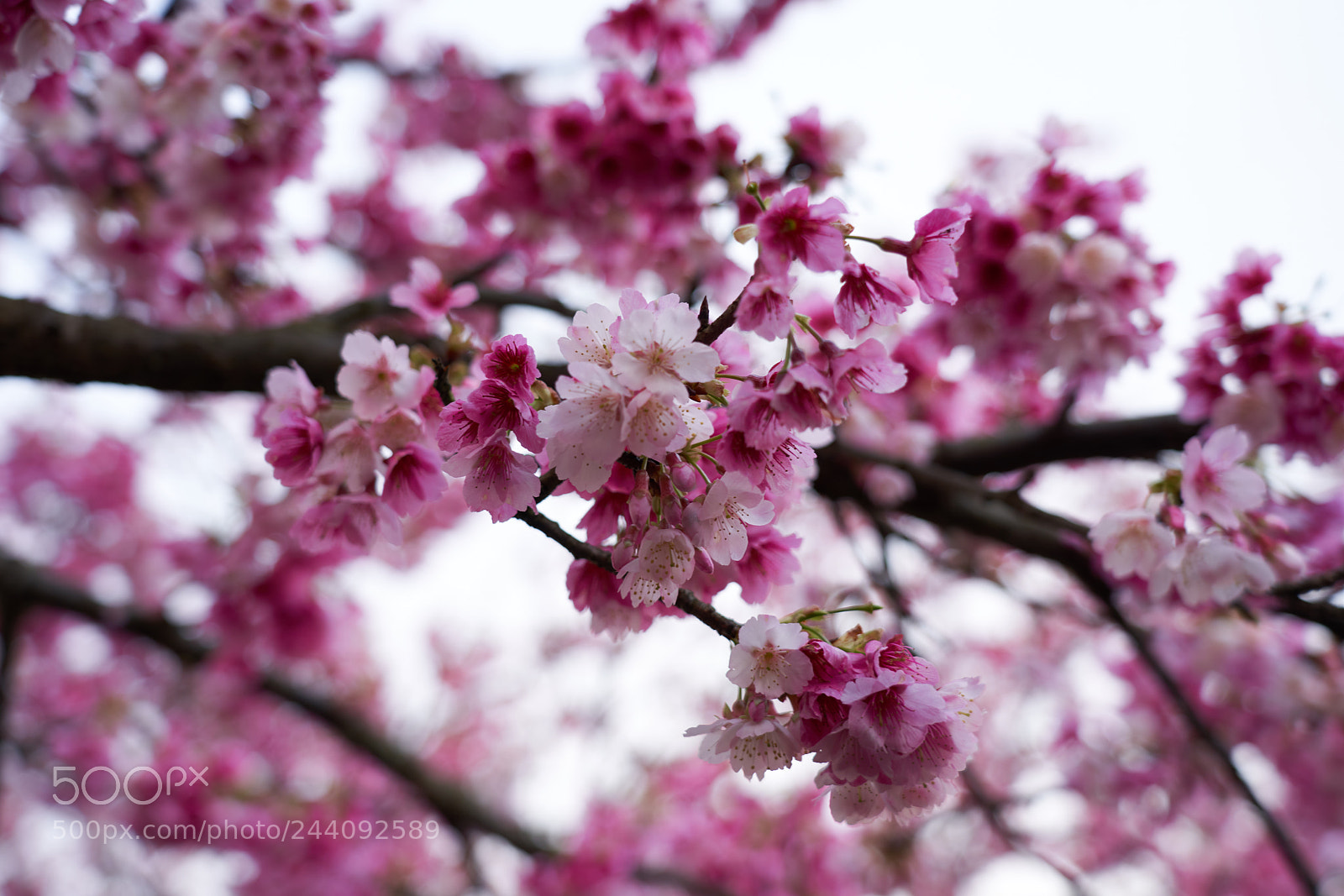 Sony a7R III sample photo. Untitled photography