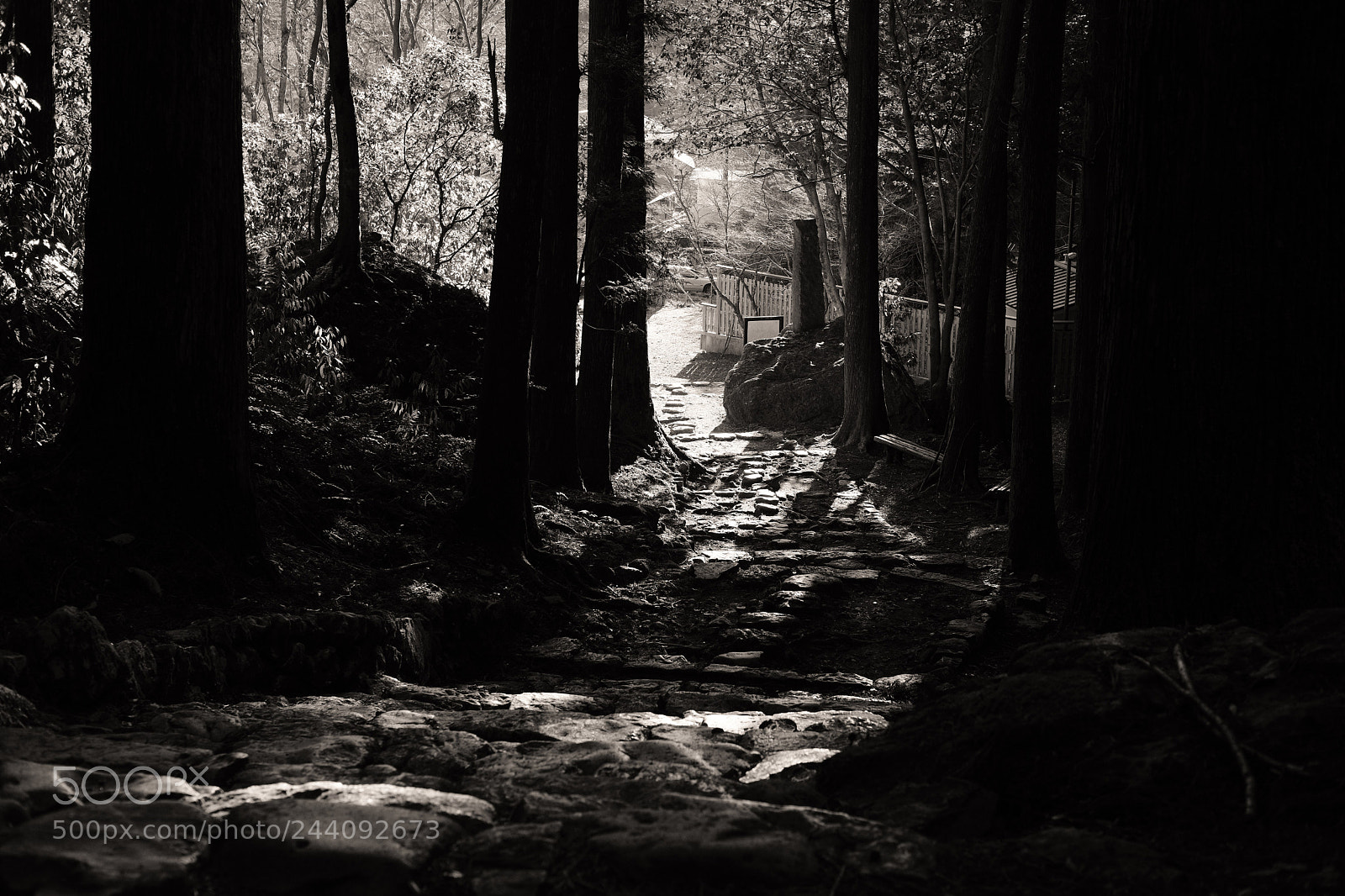 Fujifilm X-T2 sample photo. The way to the photography