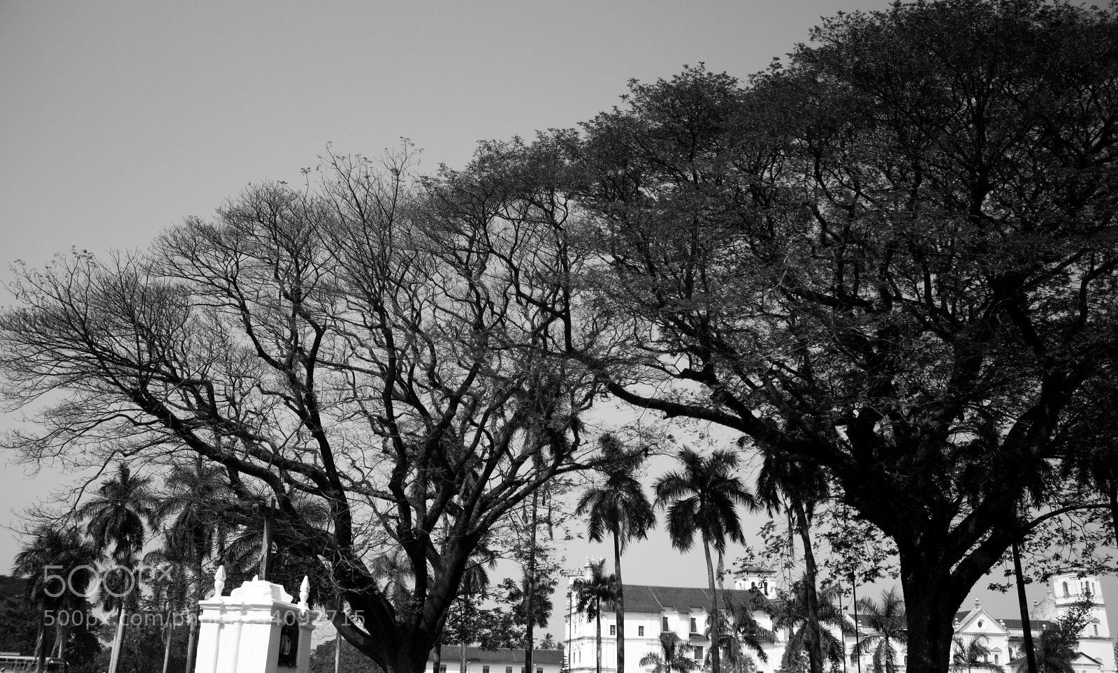 Canon EOS 550D (EOS Rebel T2i / EOS Kiss X4) sample photo. Branches photography
