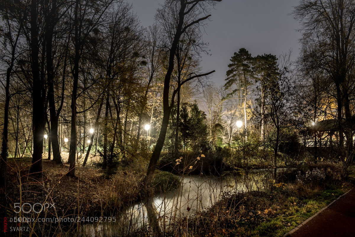 Nikon D5 sample photo. Trees in parc photography