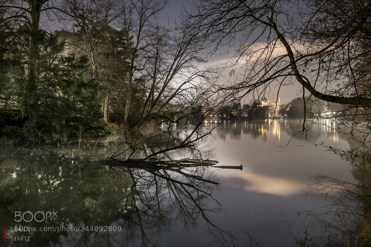 Nikon D5 sample photo. Trees in parc photography