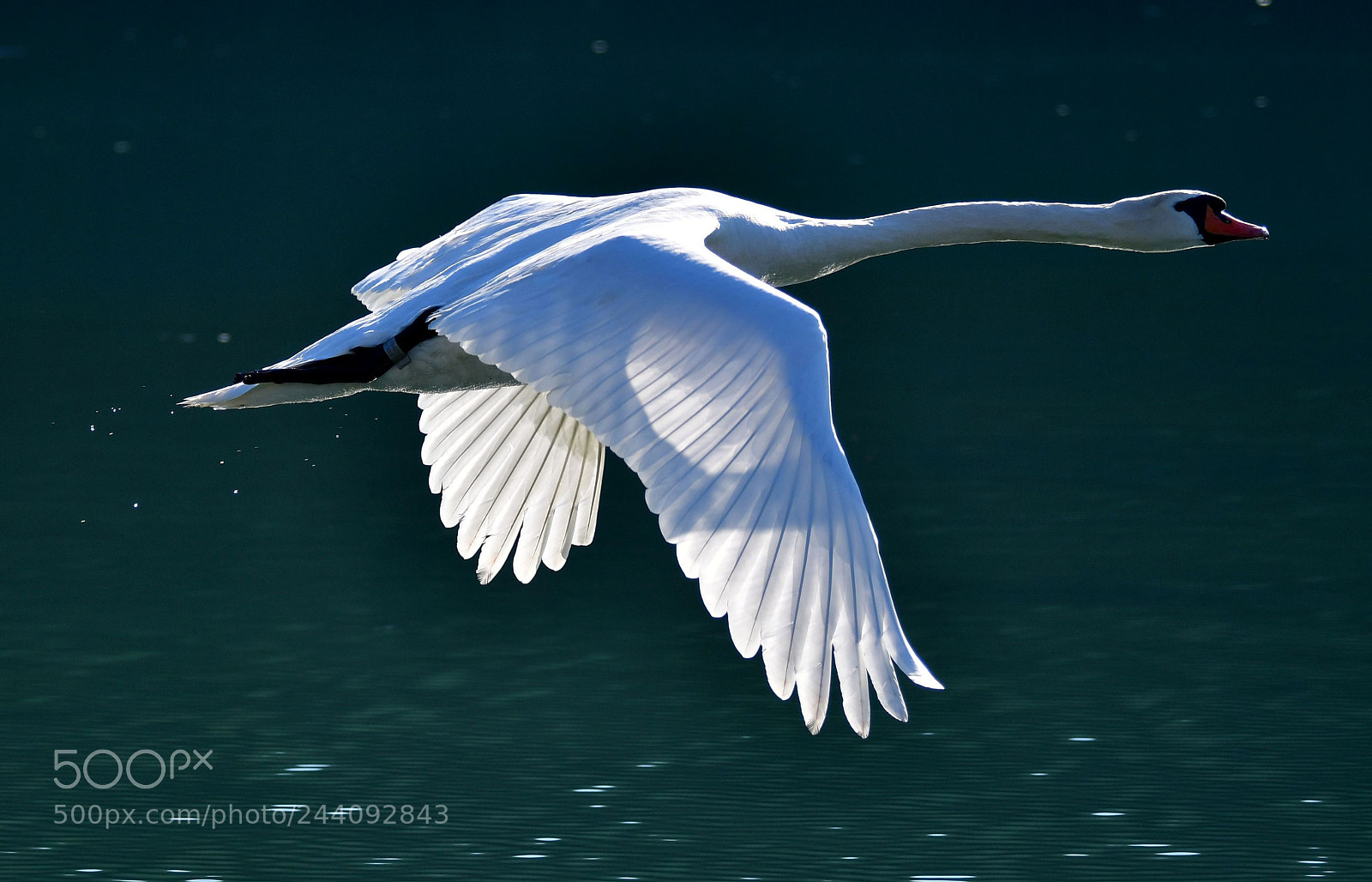 Nikon D7500 sample photo. Flight photography