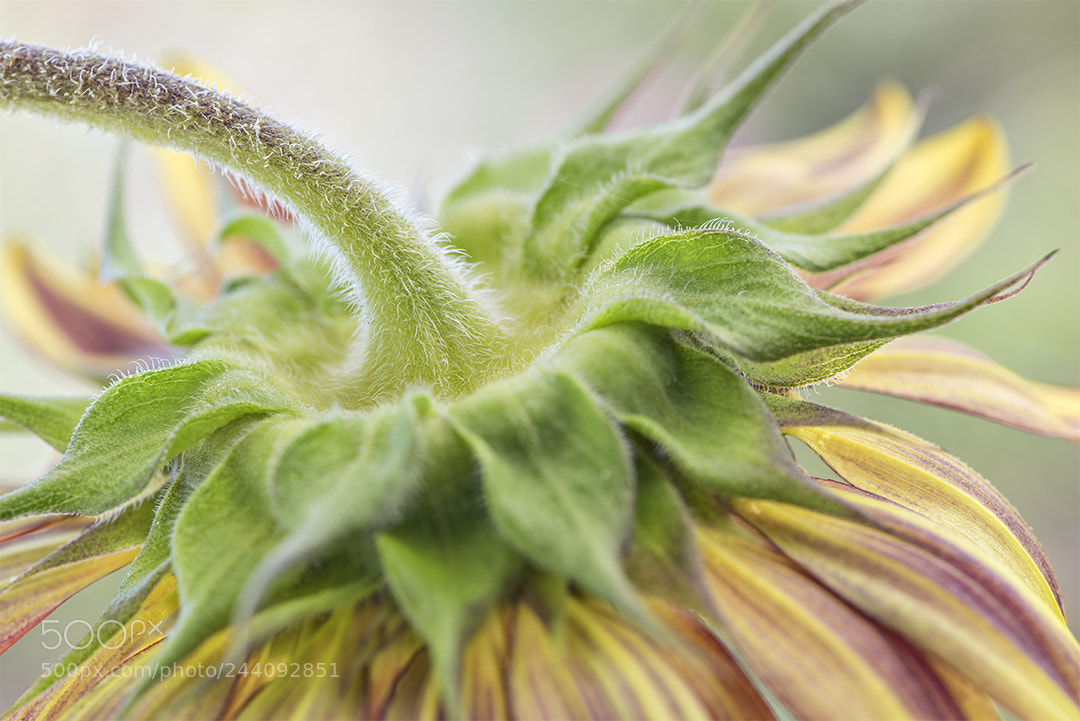 Nikon D810 sample photo. Beautiful in every way photography