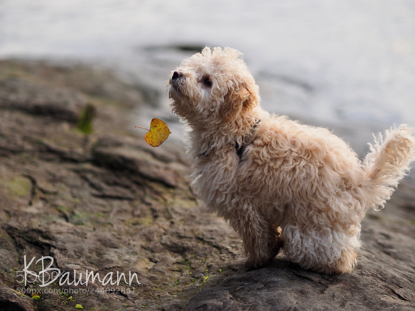 Olympus OM-D E-M1 sample photo. Waiting for... photography