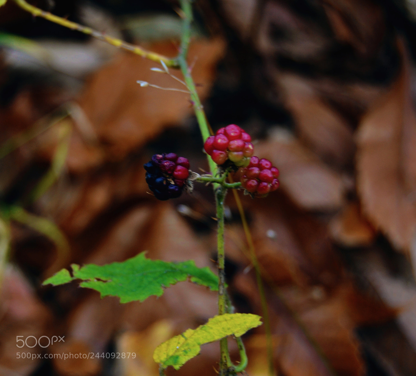 Nikon D3100 sample photo. Frutos silvestres photography