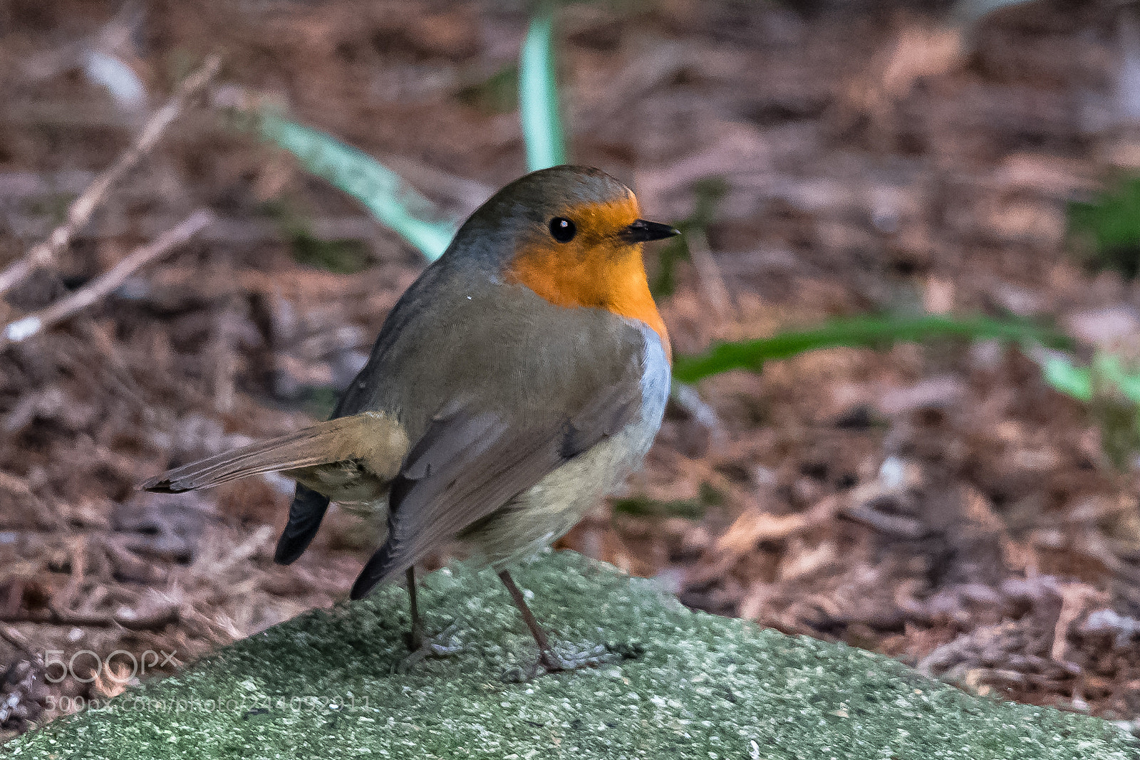 Nikon D850 sample photo. How do i look? photography