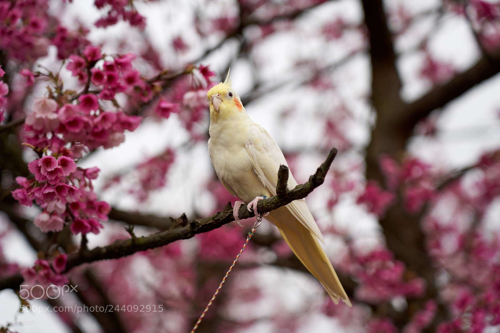 Sony a7R III sample photo. Untitled photography