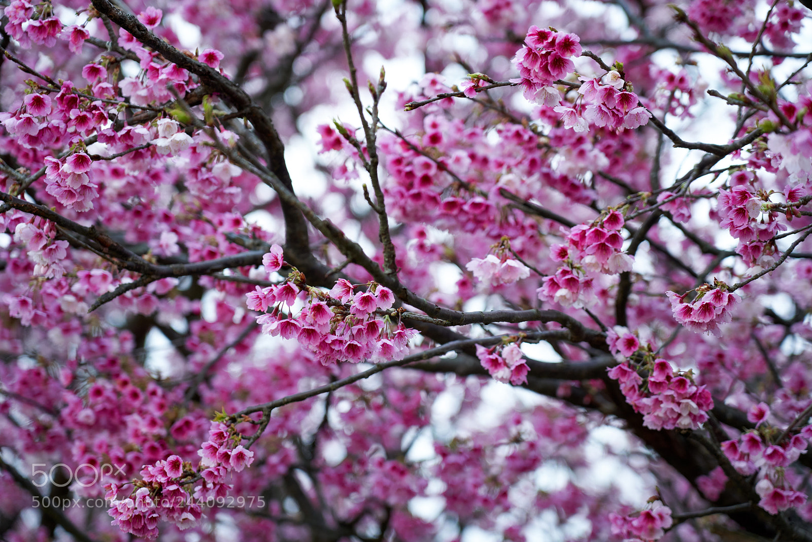 Sony a7R III sample photo. Untitled photography
