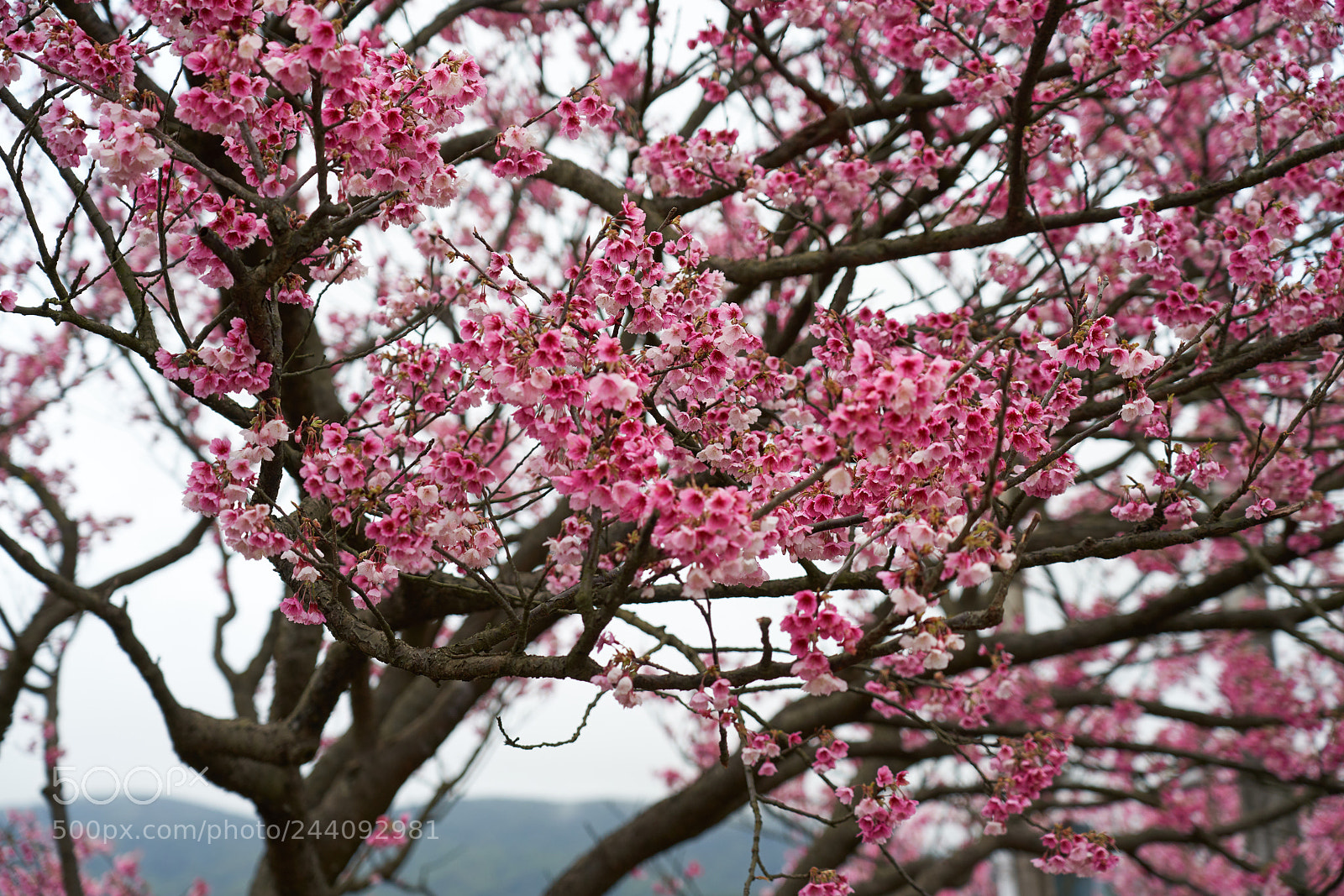Sony a7R III sample photo. Untitled photography