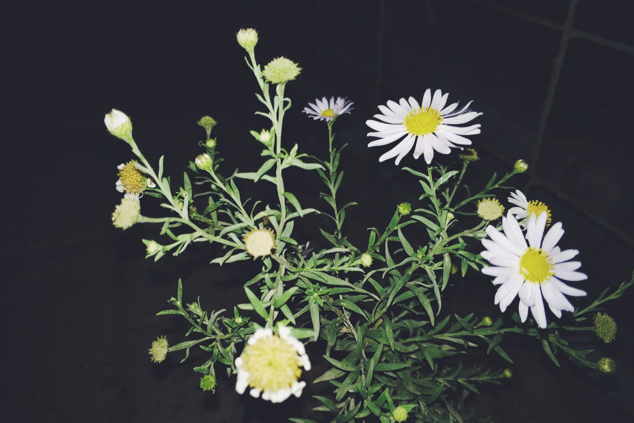 狗娃花