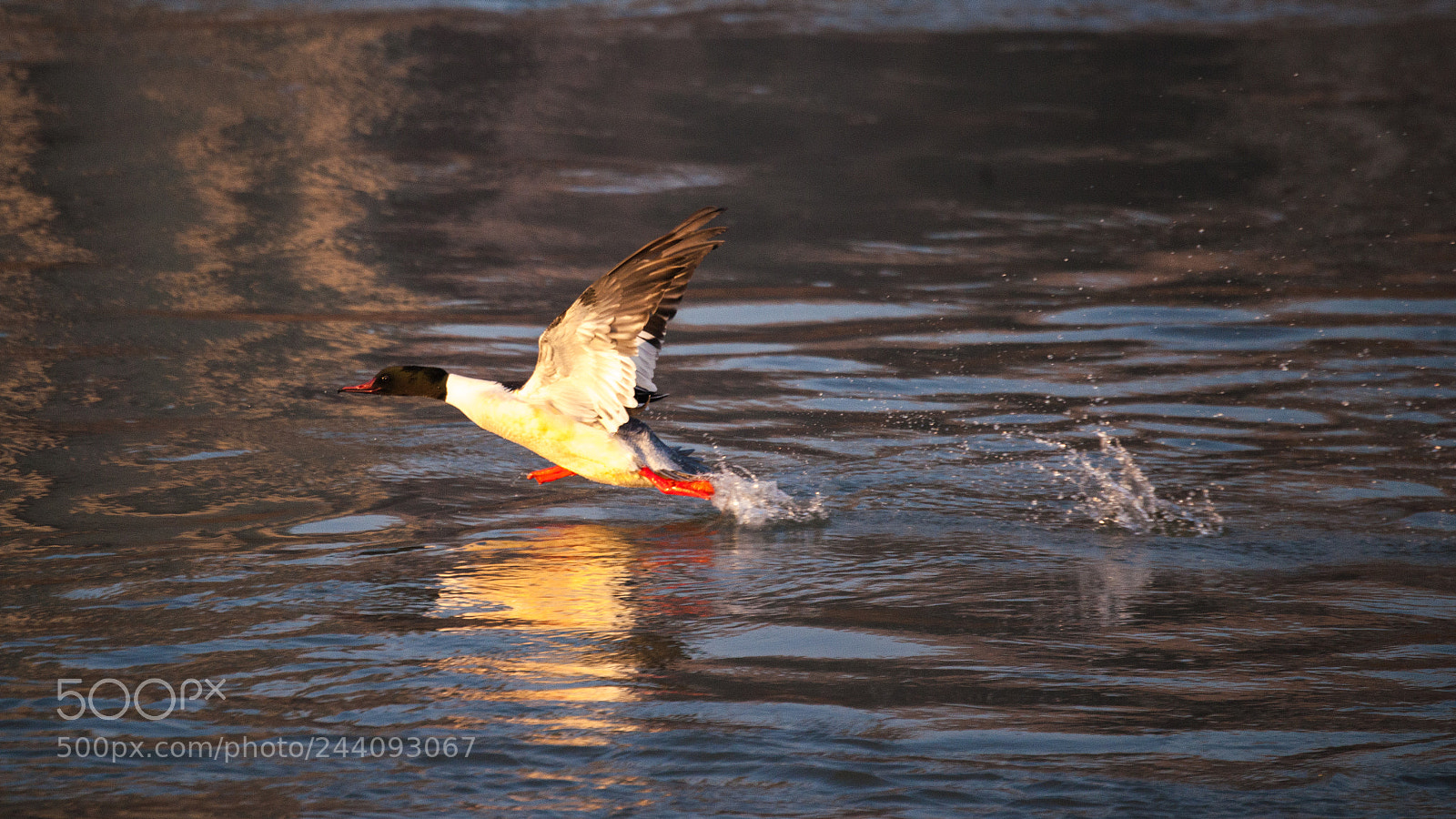 Nikon D3X sample photo. Take off photography
