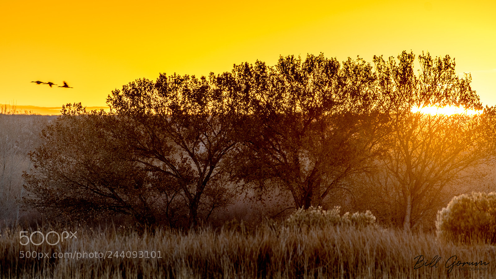 Nikon D500 sample photo. Sandhill cranes and cottonwoods photography