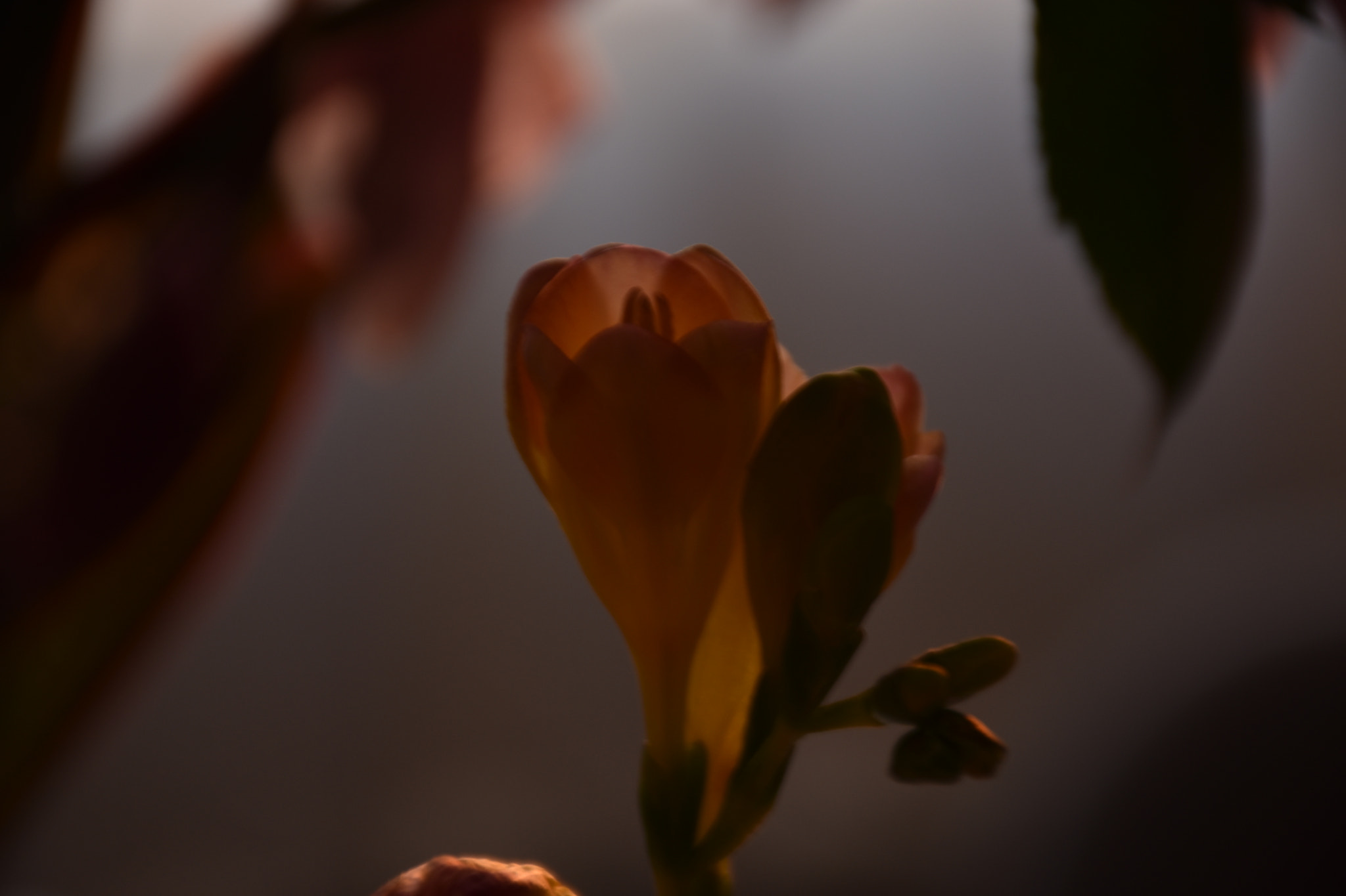 Nikon D3400 sample photo. Flower ... photography