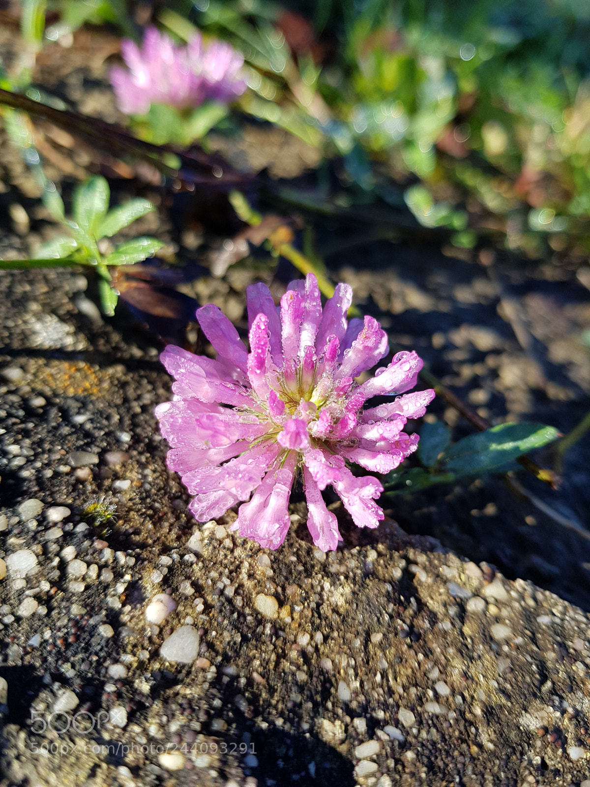 Samsung Galaxy S8+ sample photo. Untitled photography