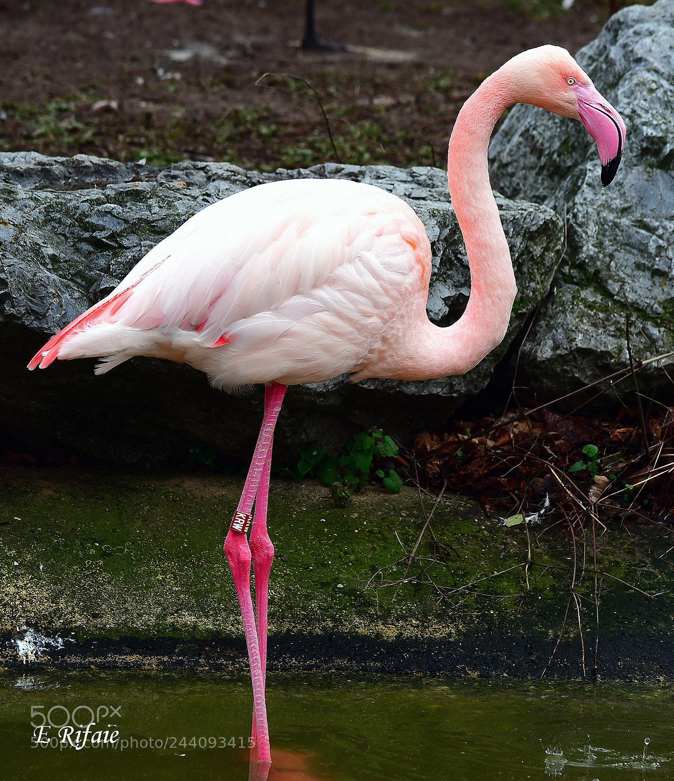 Nikon D7500 sample photo. Flamingo bird photography
