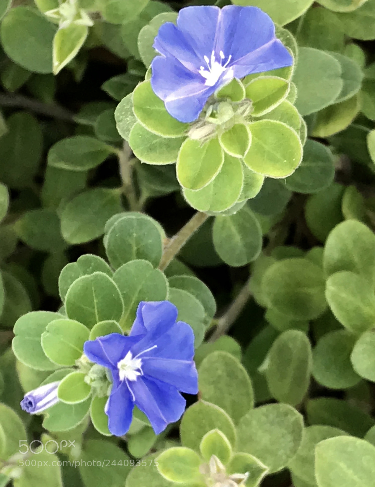 Apple iPhone 7 Plus sample photo. Blue photography