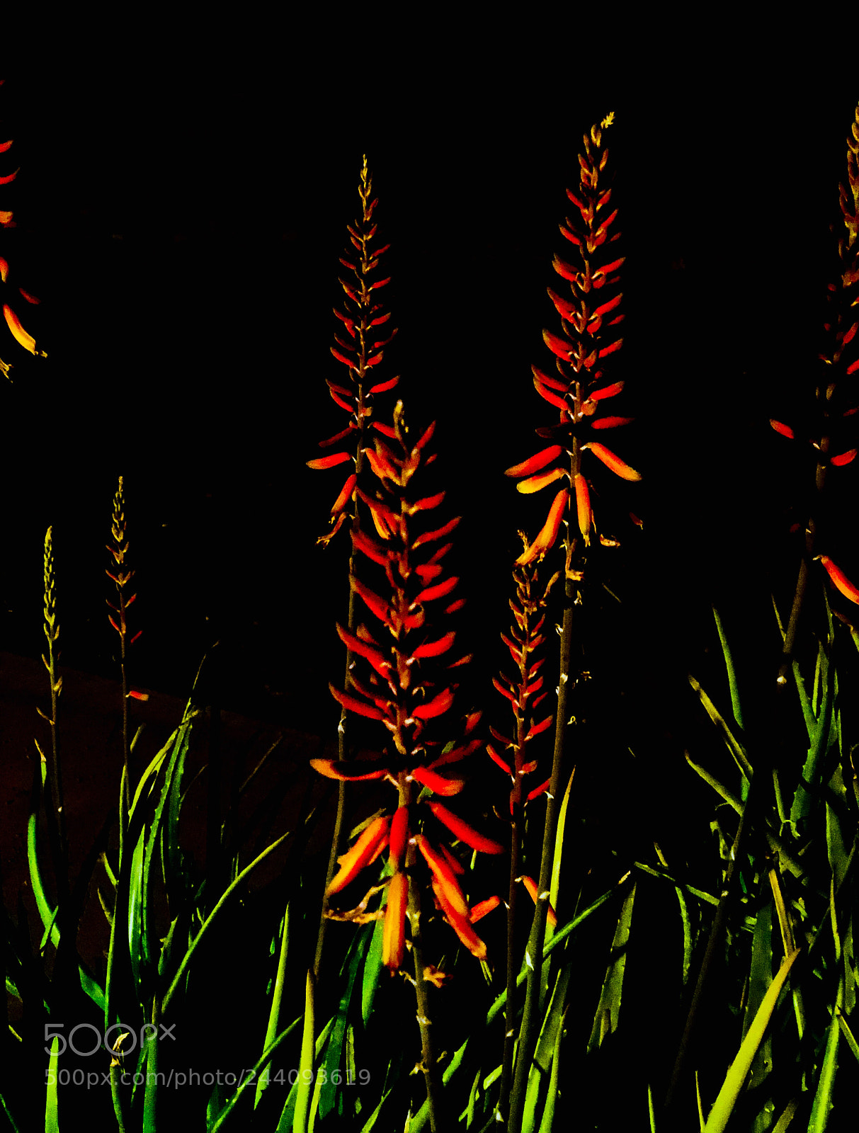 Apple iPhone 8 Plus sample photo. Flowering aloe vera photography