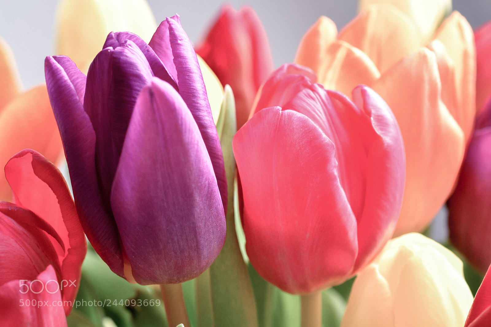 Nikon D3100 sample photo. Tulips photography