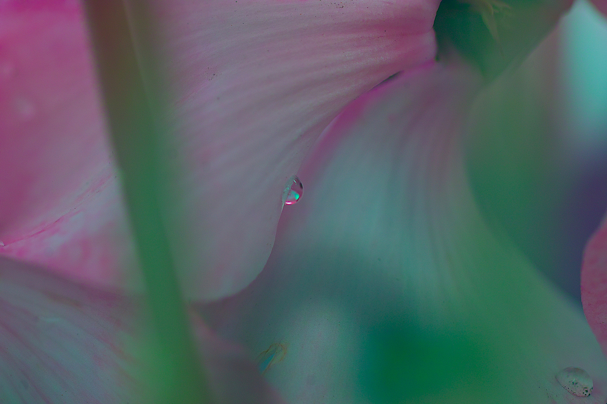 Sigma SD15 sample photo. Fumi photography