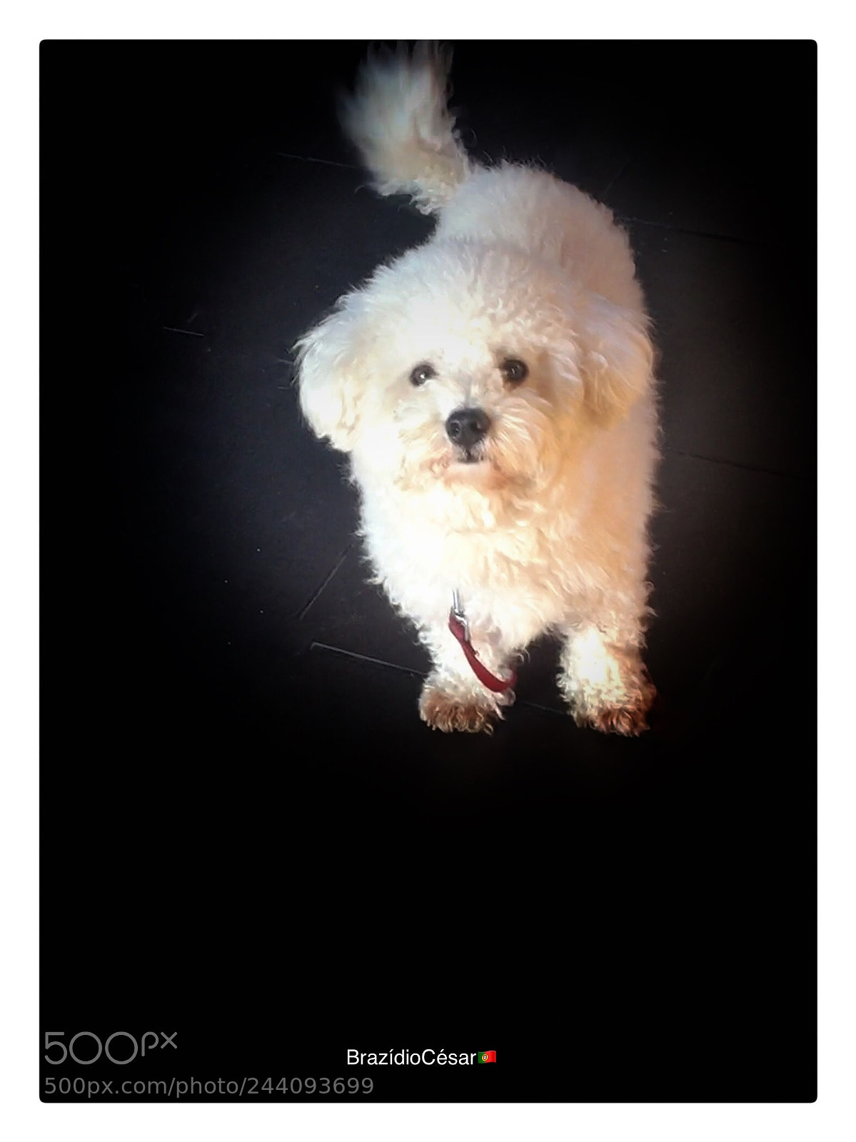 Apple iPhone 6s sample photo. Untitled photography