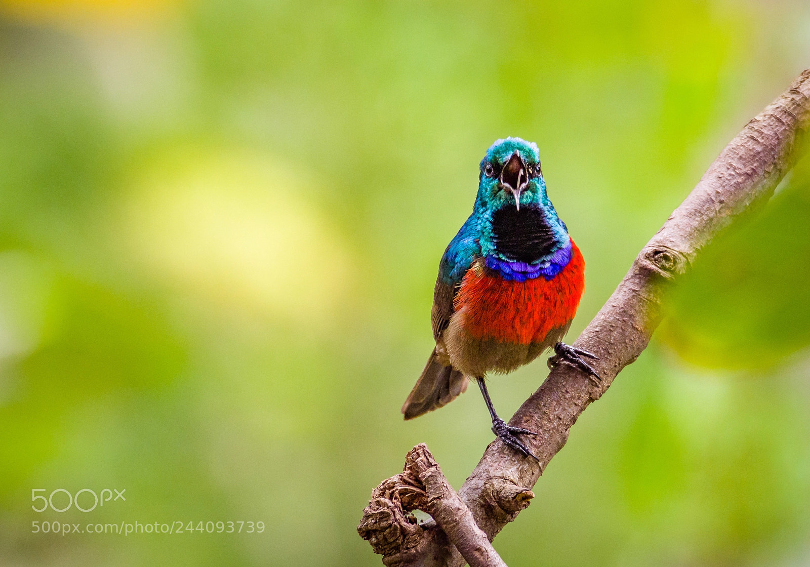 Olympus OM-D E-M1 Mark II sample photo. Northern double-collared sunbird photography