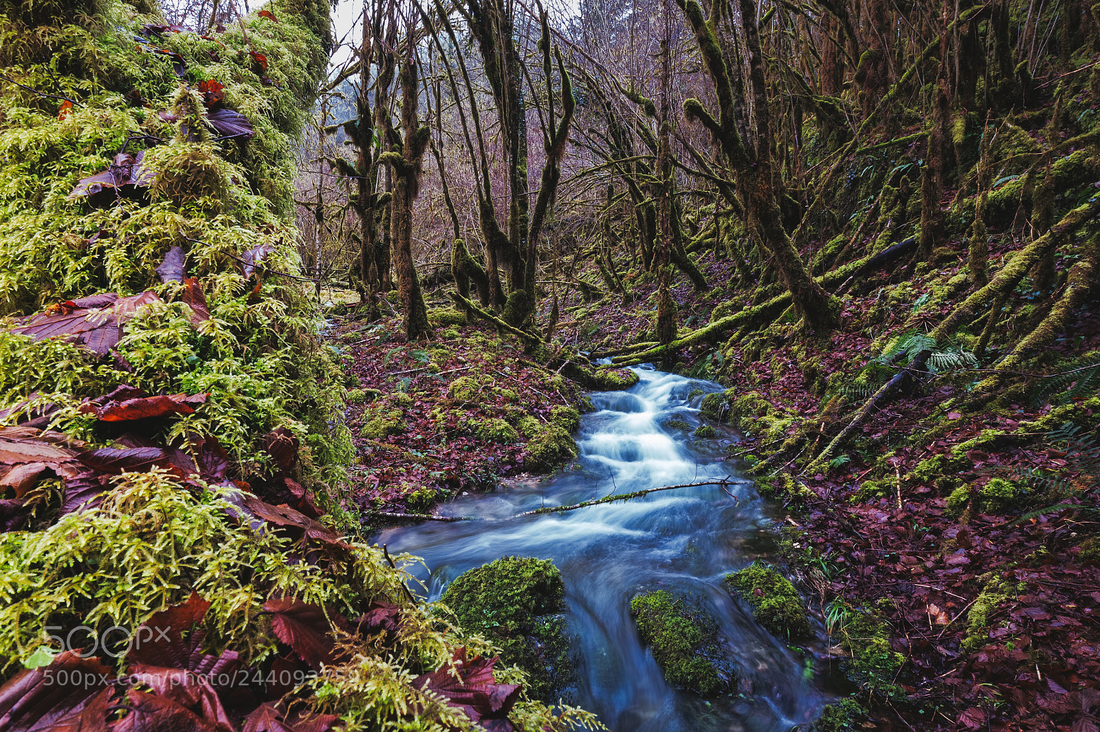 Fujifilm X-T2 sample photo. Gourgue d'asque creek in photography