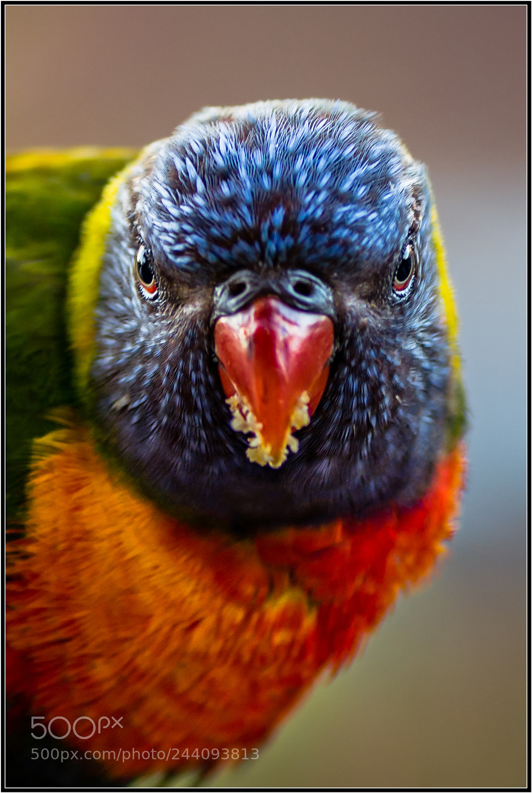 Nikon D7200 sample photo. Rainbow lorikeet...very cute photography