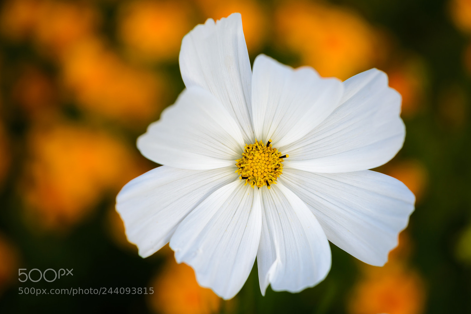 Nikon D600 sample photo. Cosmos in orange photography