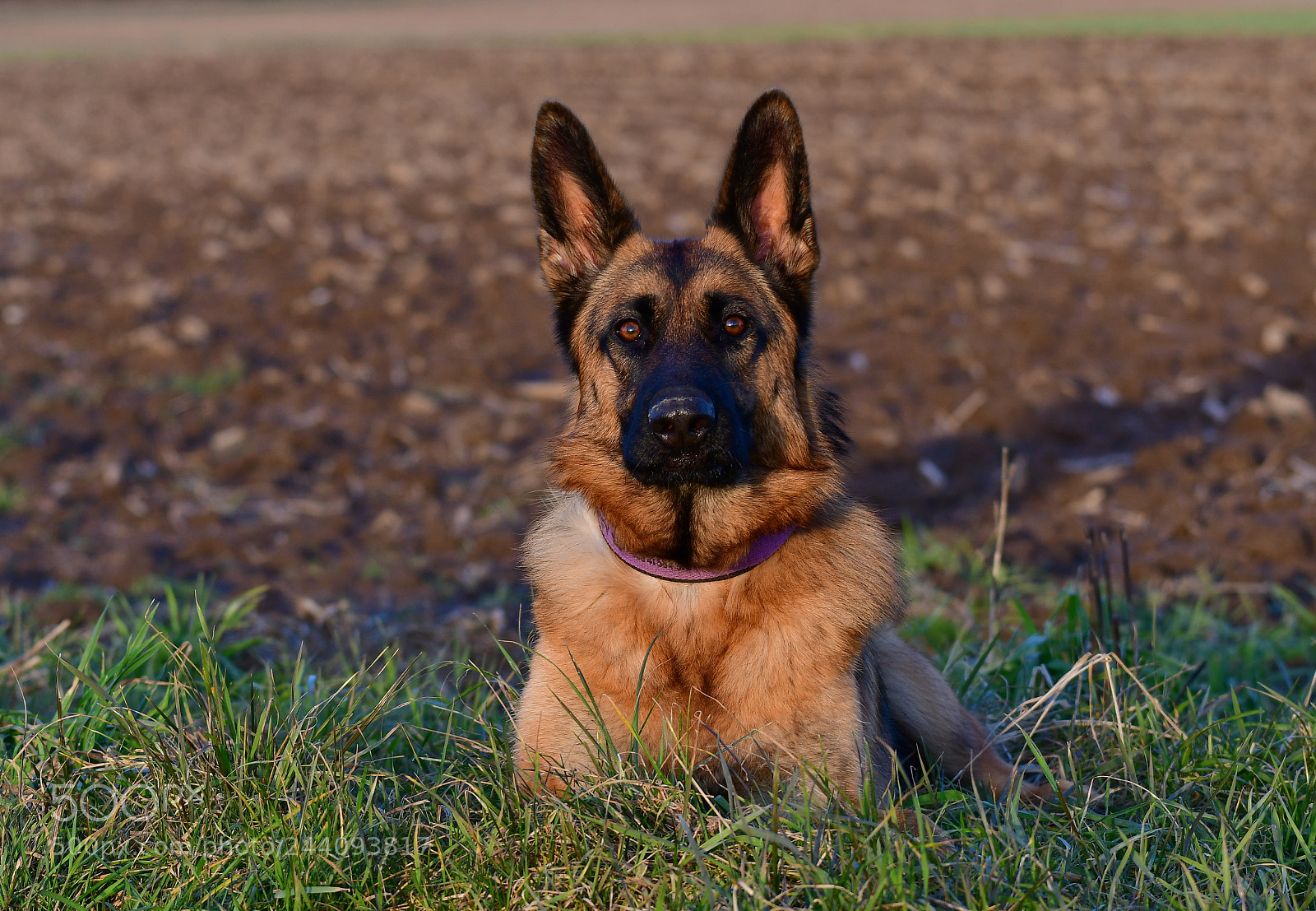 Nikon D500 sample photo. Lucy photography