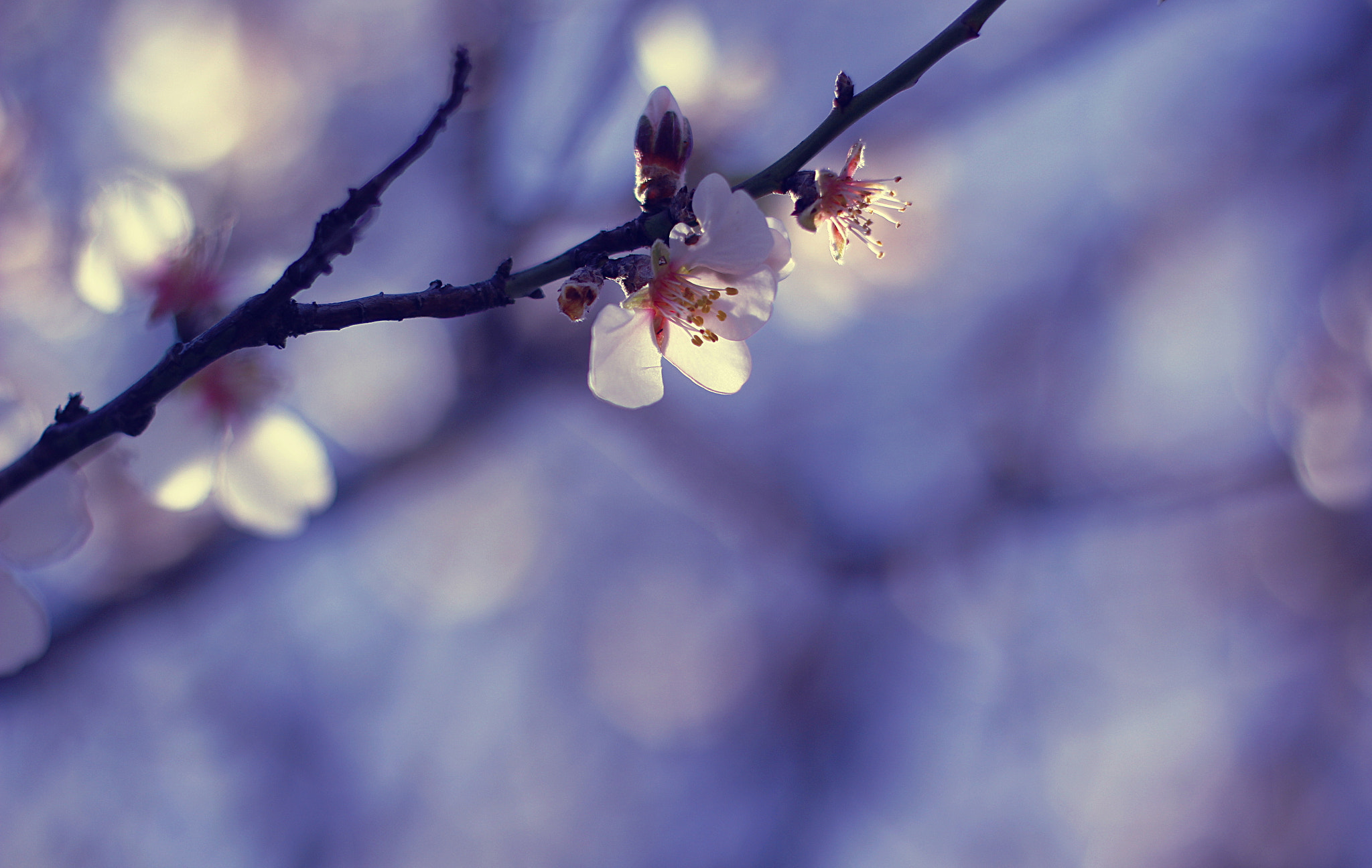 Canon EOS 60D + Canon EF 50mm F1.4 USM sample photo. Dream a little dream of me... photography