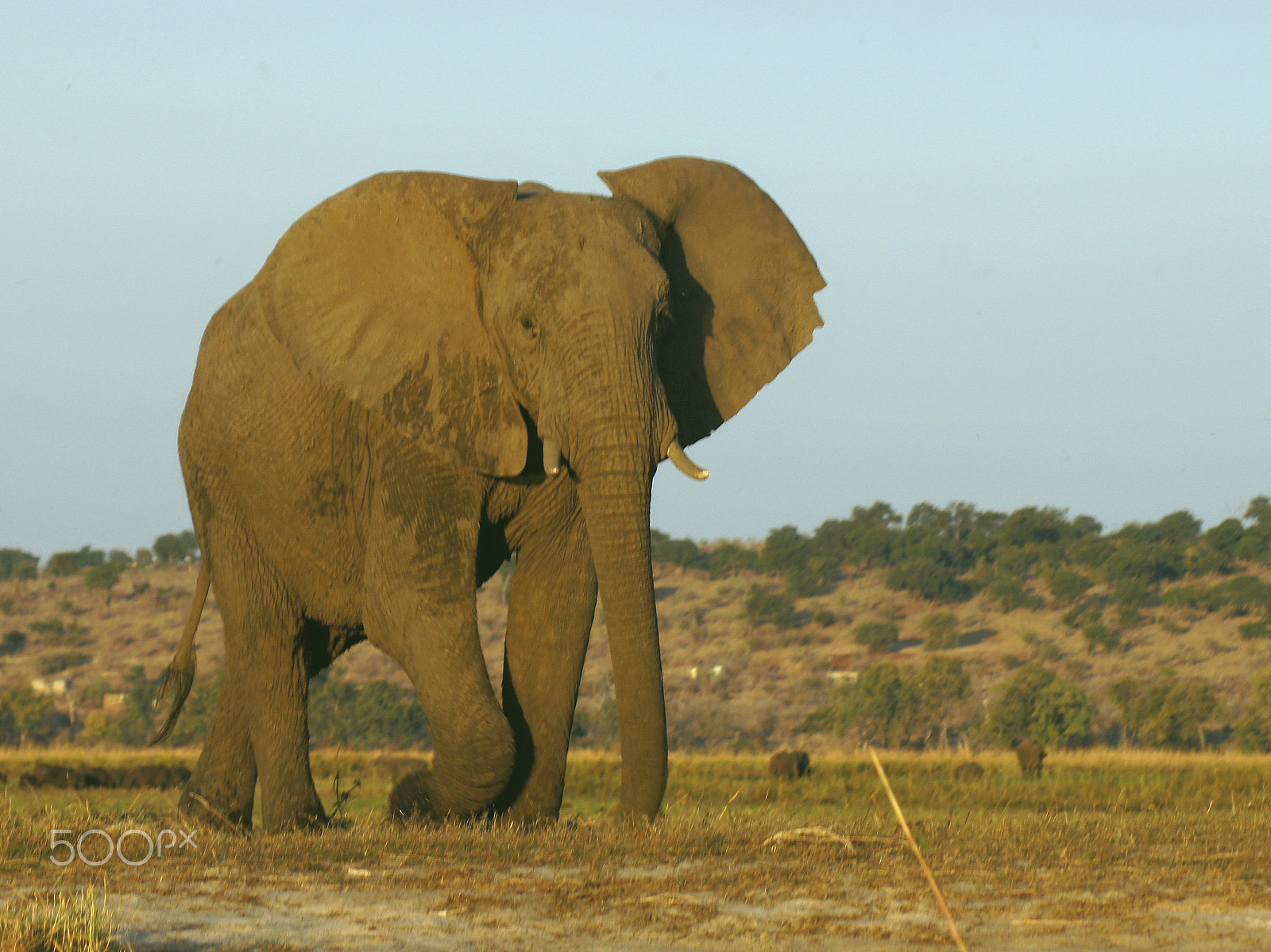 Sony 75-300mm F4.5-5.6 sample photo. Wildlife photography