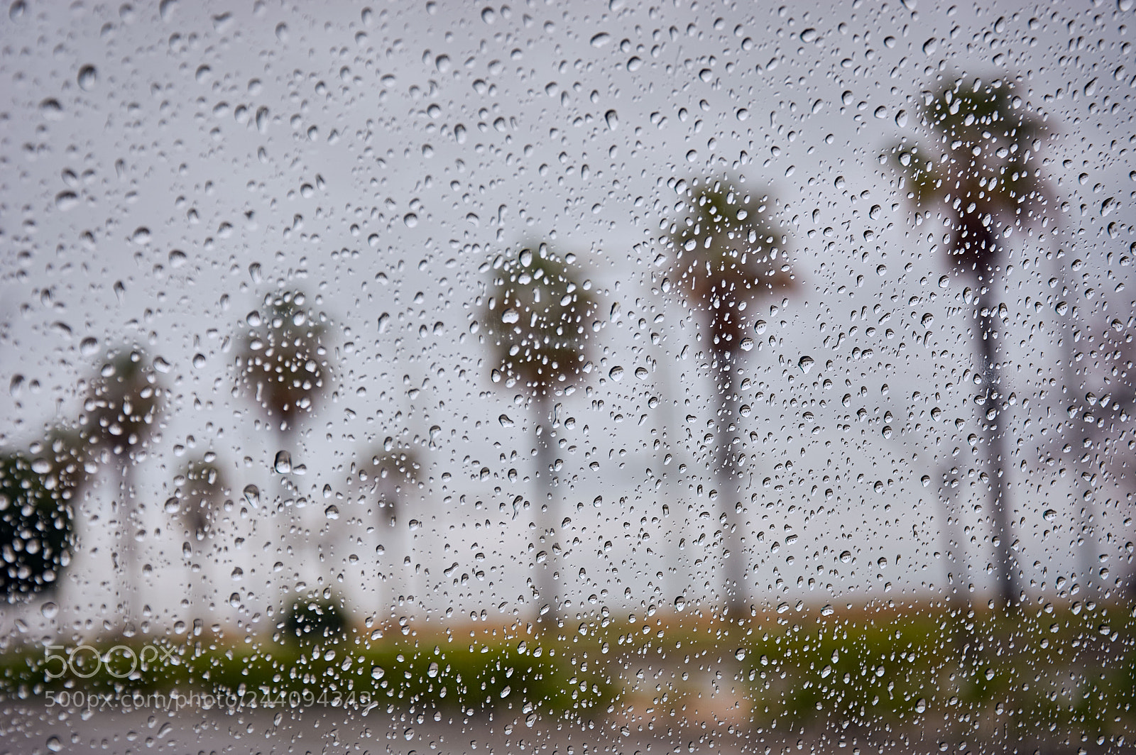 Nikon D5200 sample photo. Palms in the rain photography