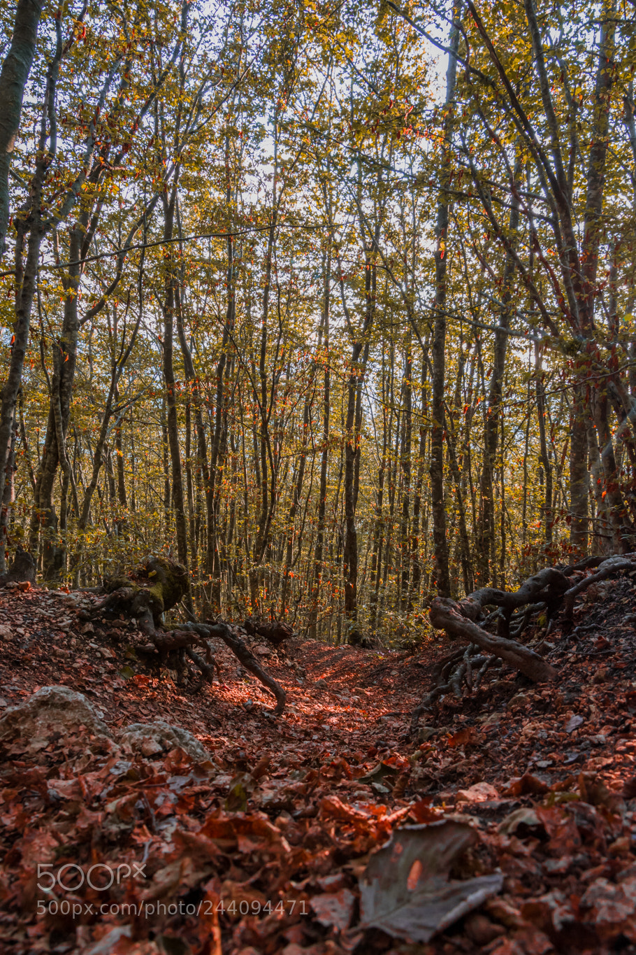 Nikon D7100 sample photo. Letto d'autunno photography