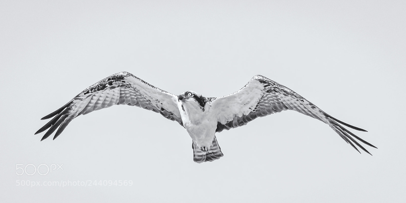 Nikon D810 sample photo. Osprey on the hunt photography