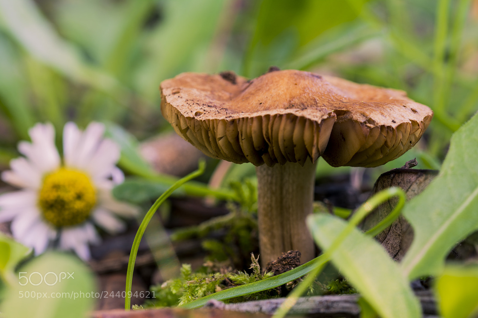 Nikon D7100 sample photo. Un fungo photography