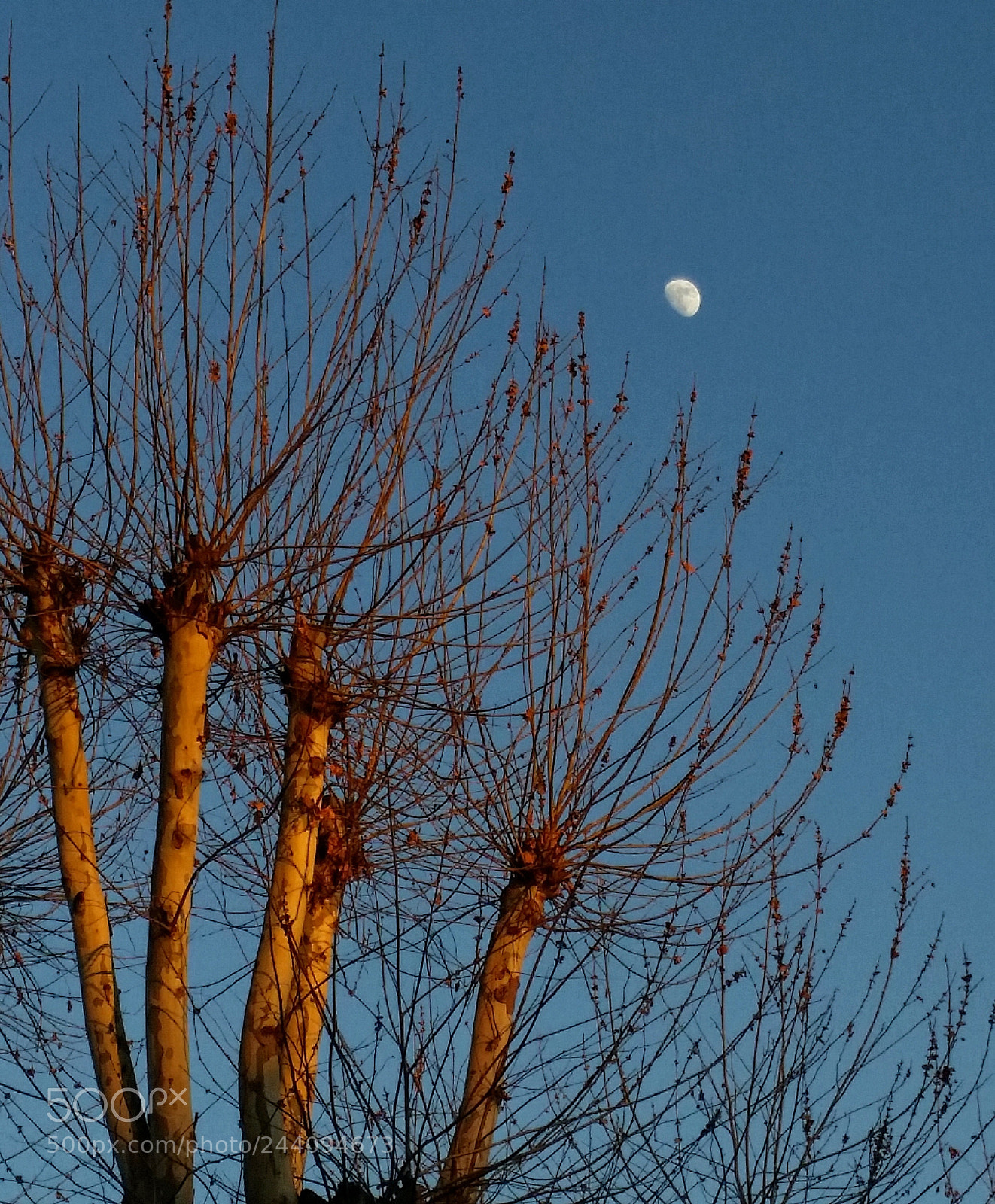Samsung Galaxy S5 sample photo. January 27, remembrance day photography