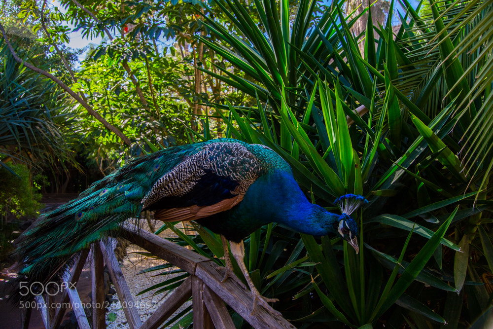 Nikon D3100 sample photo. Peacock photography