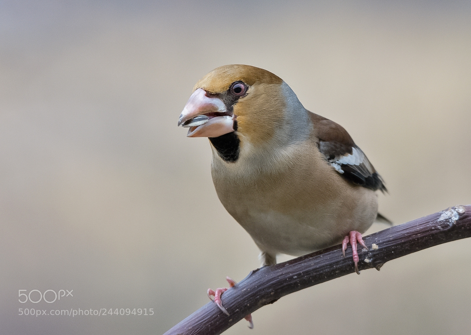 Nikon D7200 sample photo. Hawfinch photography