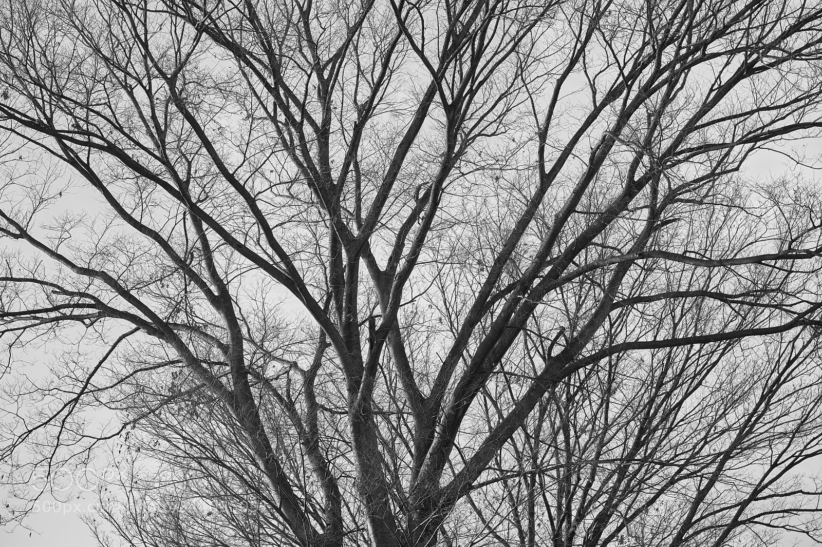 Sony a7 sample photo. Trees 119 photography