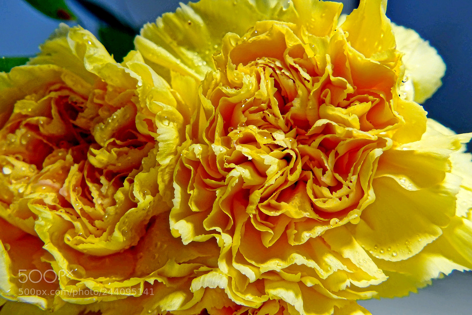 Panasonic Lumix DMC-FZ200 sample photo. Goździki .carnation . photography