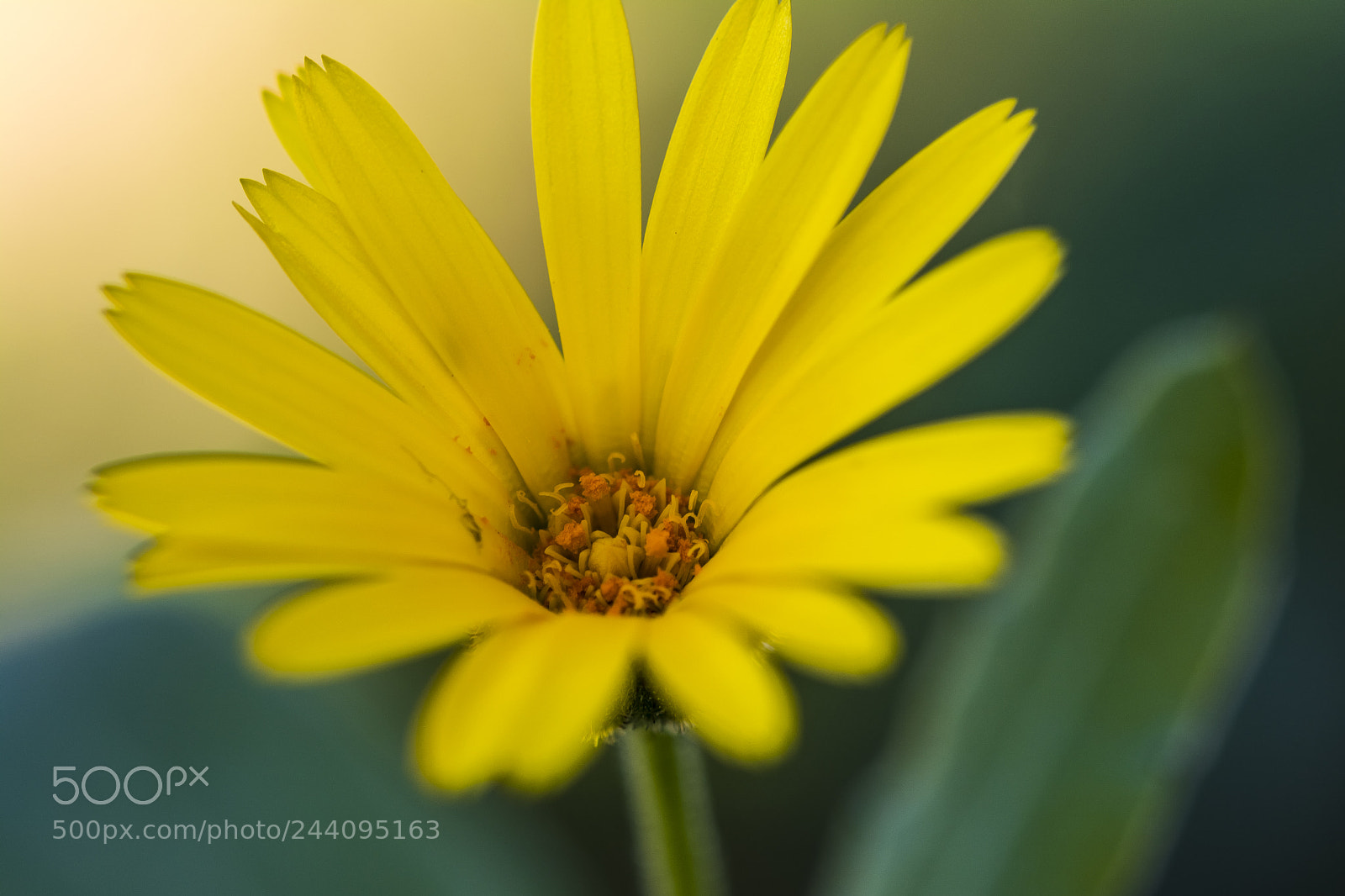 Nikon D7100 sample photo. Fiore di campagna photography