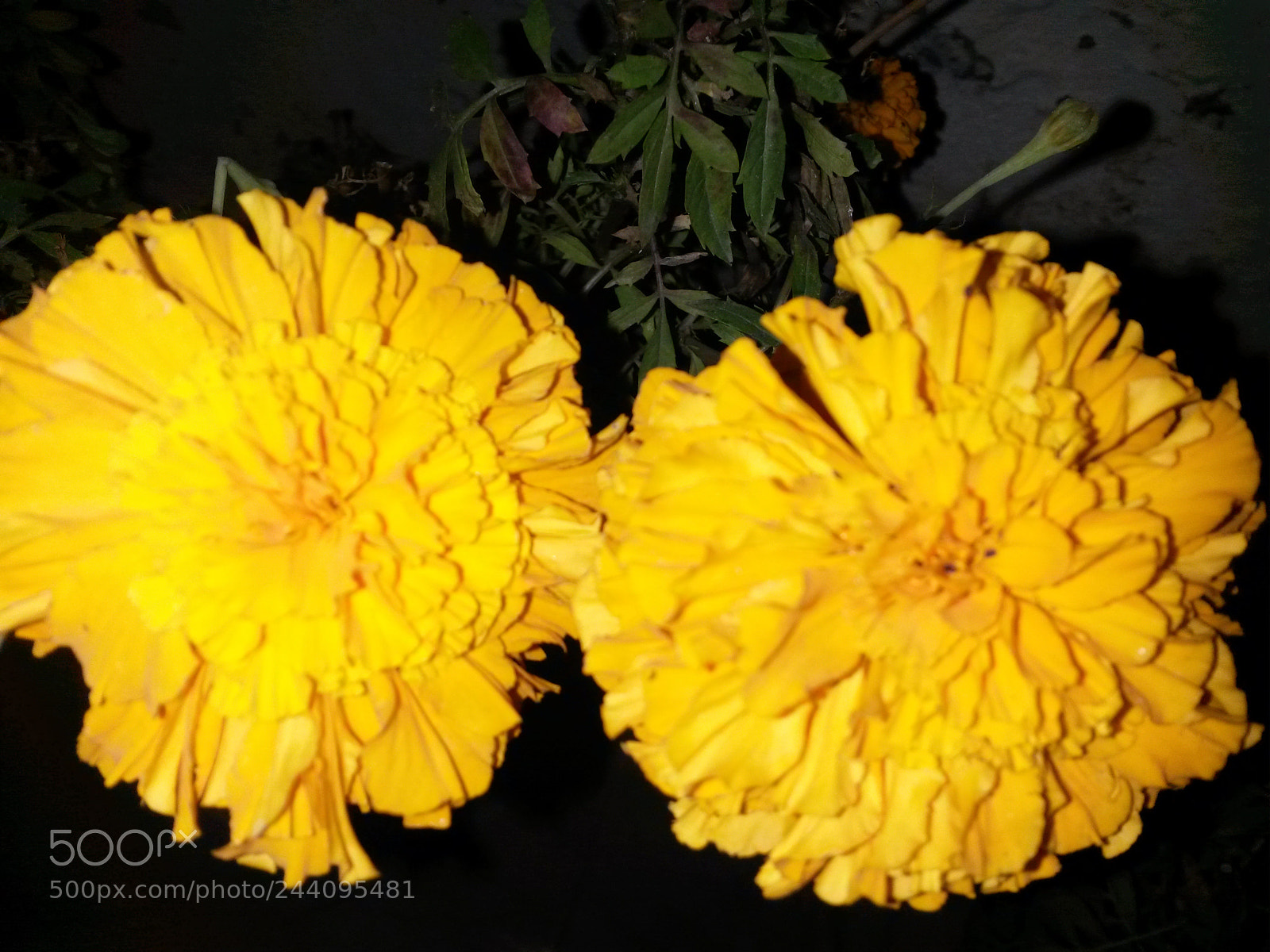 Samsung Galaxy S4 Mini sample photo. Untitled photography
