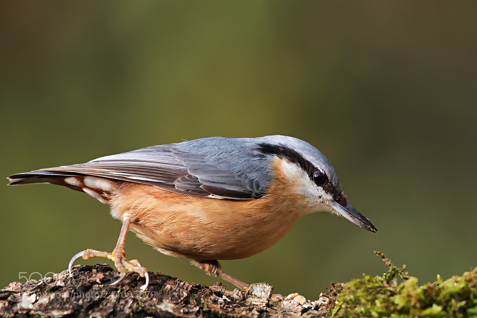 Nikon D500 sample photo. Nuthatch (sitta europaea) photography