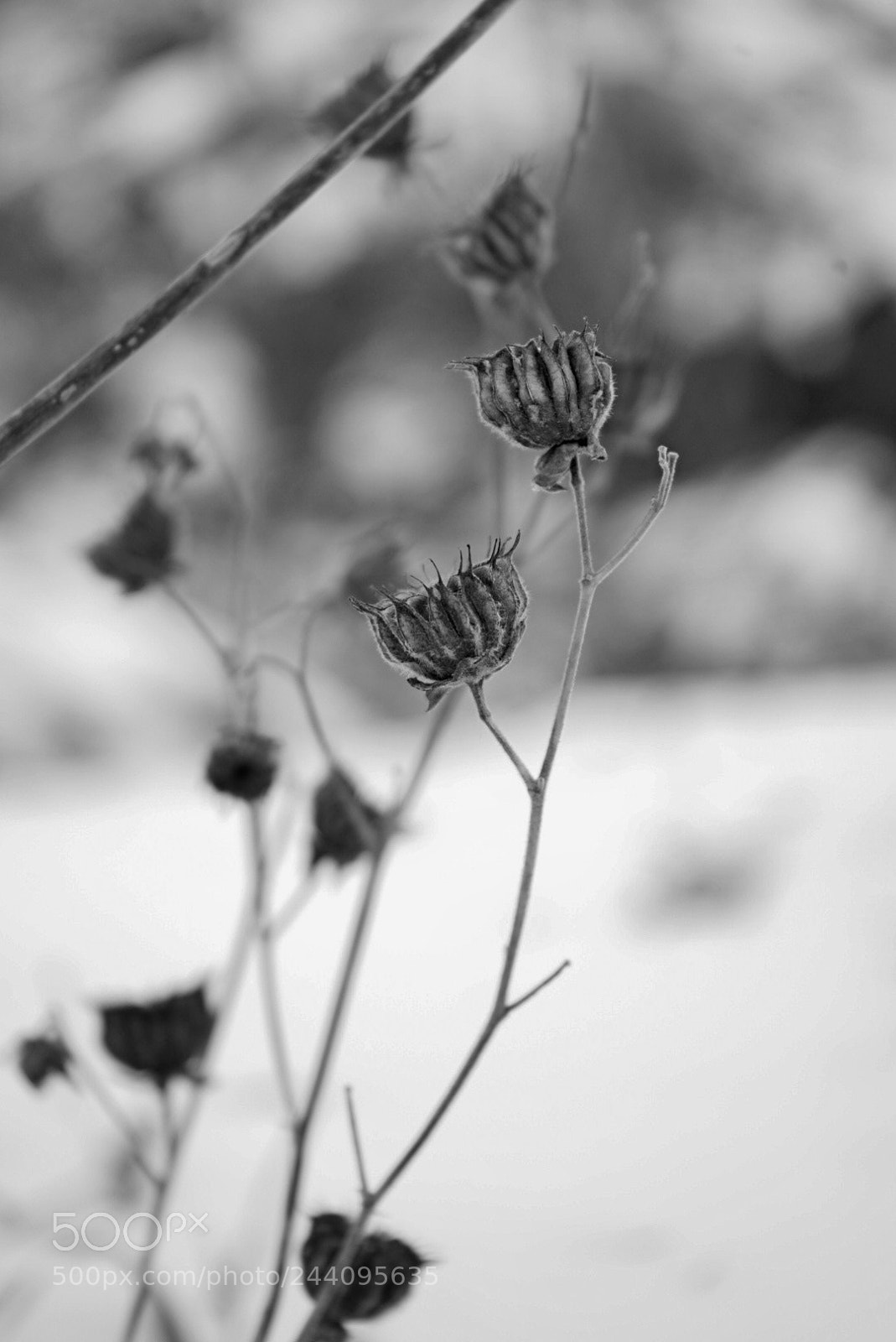 Sony a7 II sample photo. Untitled photography