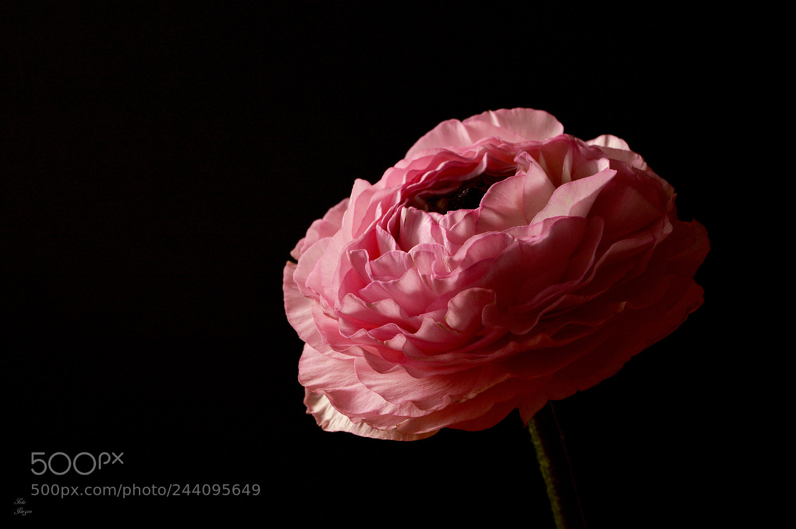 Nikon D3200 sample photo. A dream in pink photography