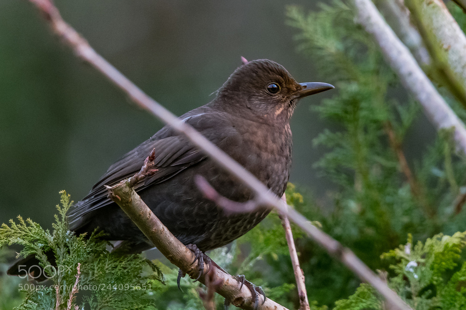 Nikon D850 sample photo. Female blackbird photography