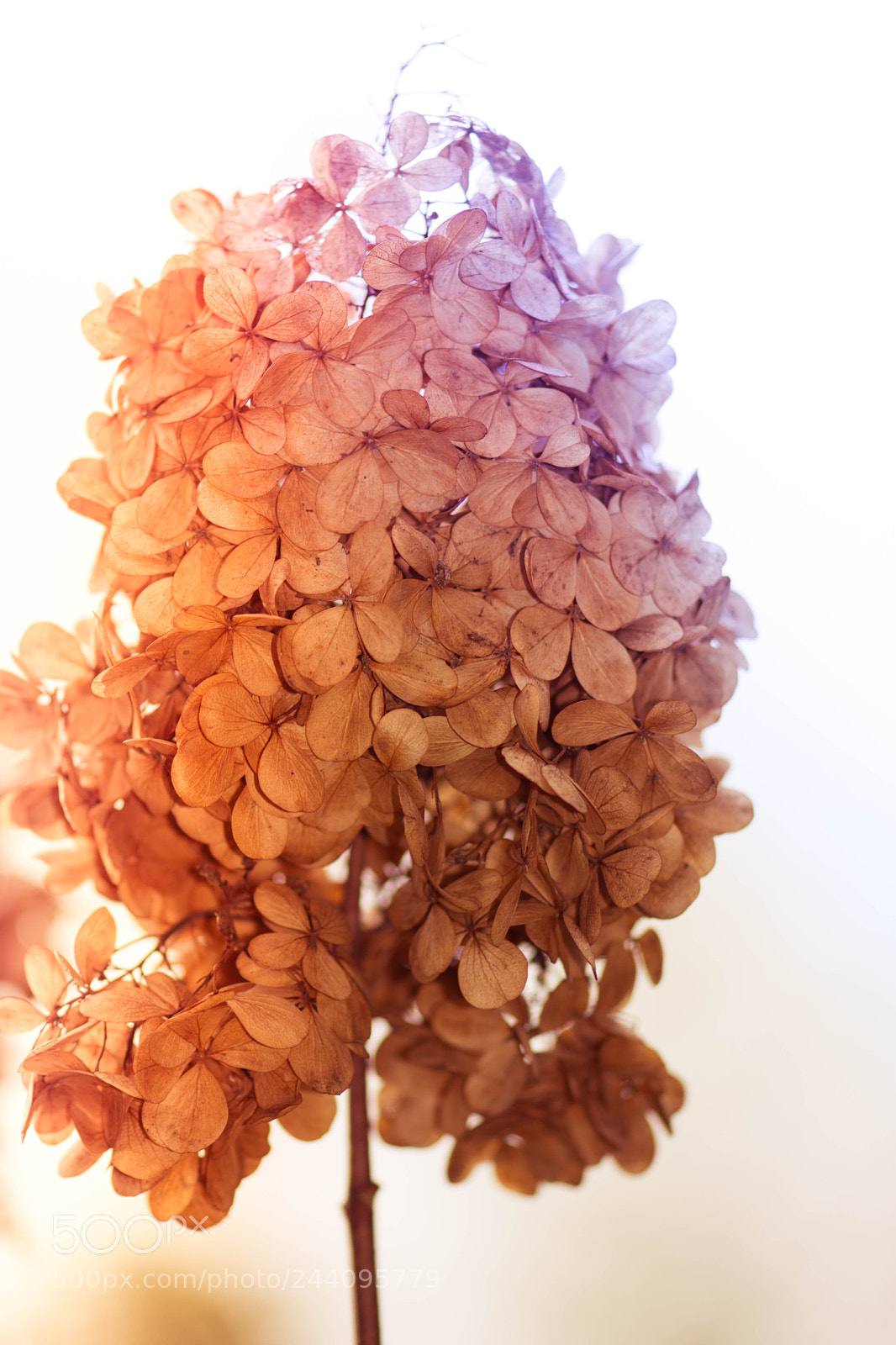 Nikon D7200 sample photo. Autumn flower photography