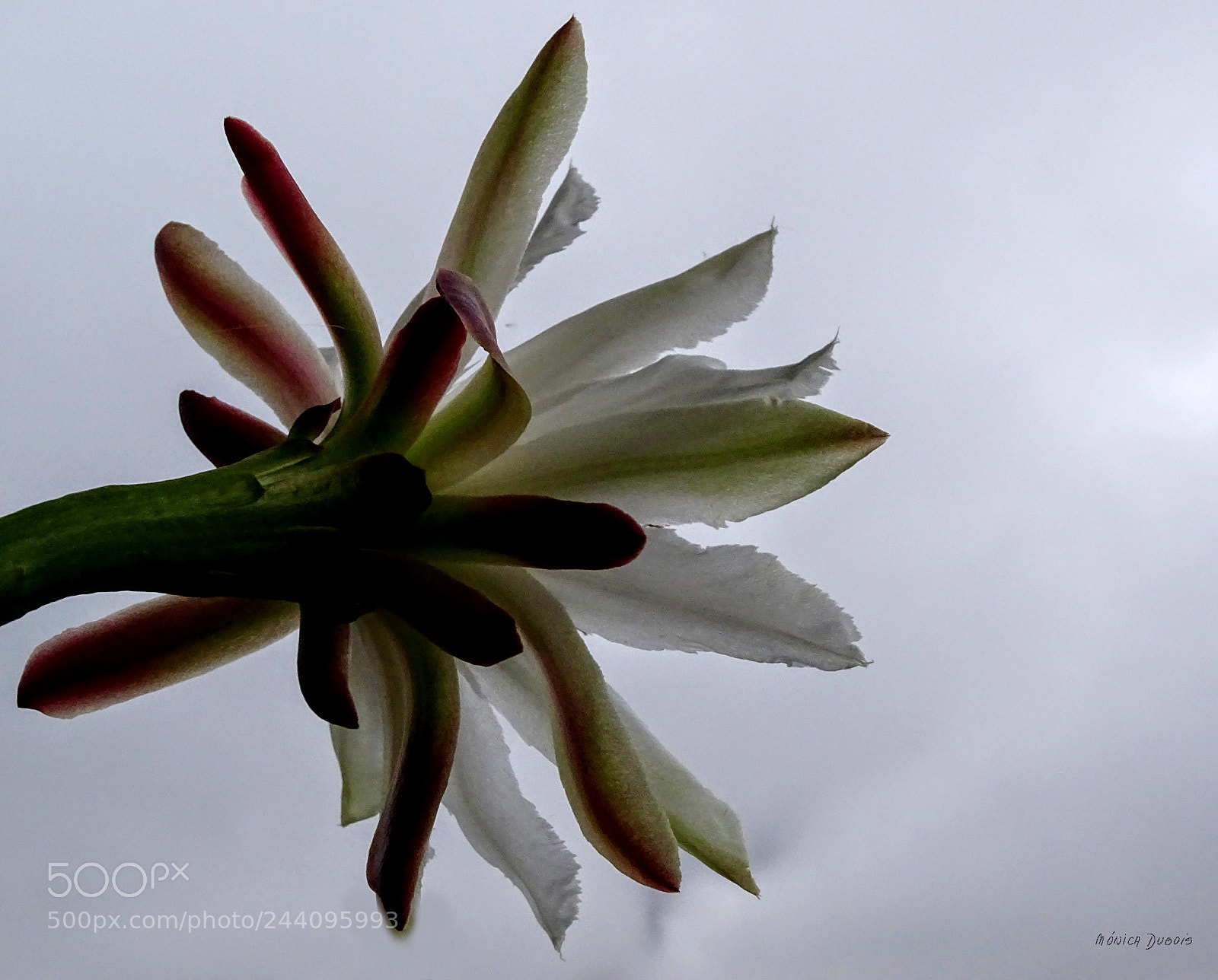 Sony Cyber-shot DSC-HX400V sample photo. Flor de cactus photography