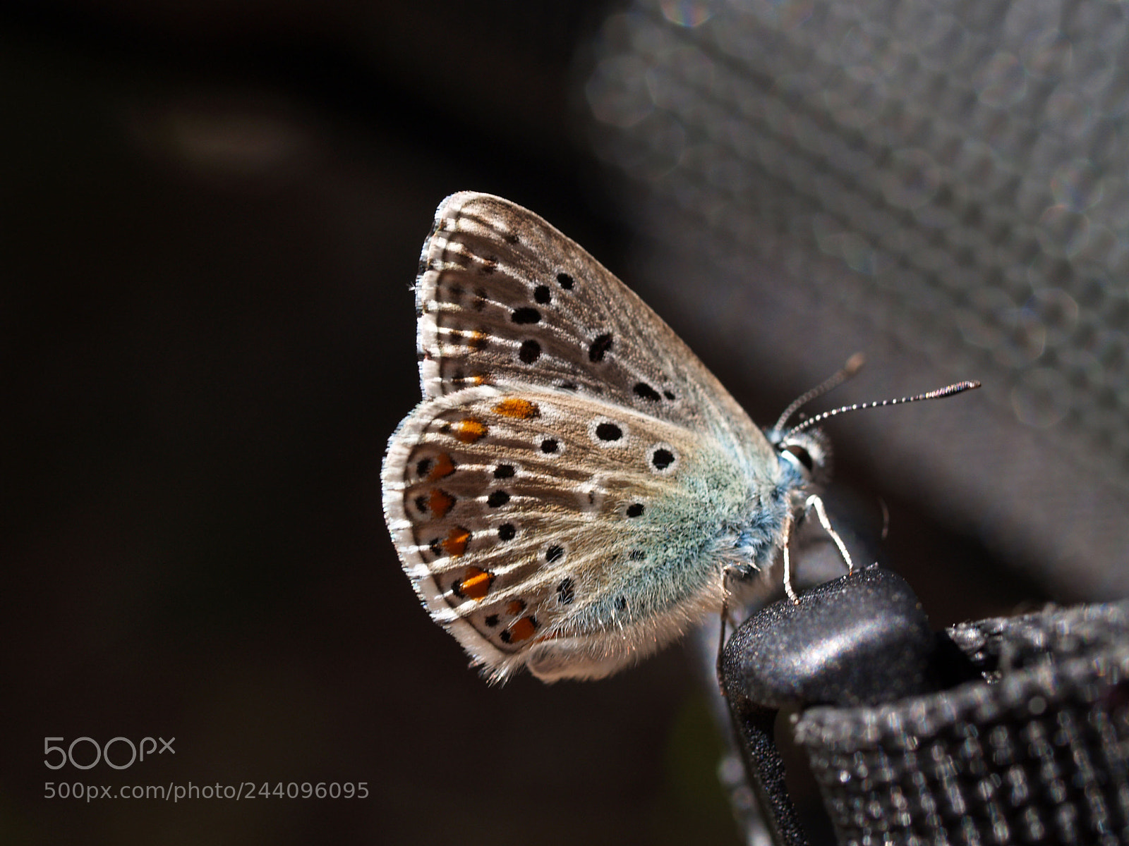 Olympus E-300 (EVOLT E-300) sample photo. Common blue butterfly photography