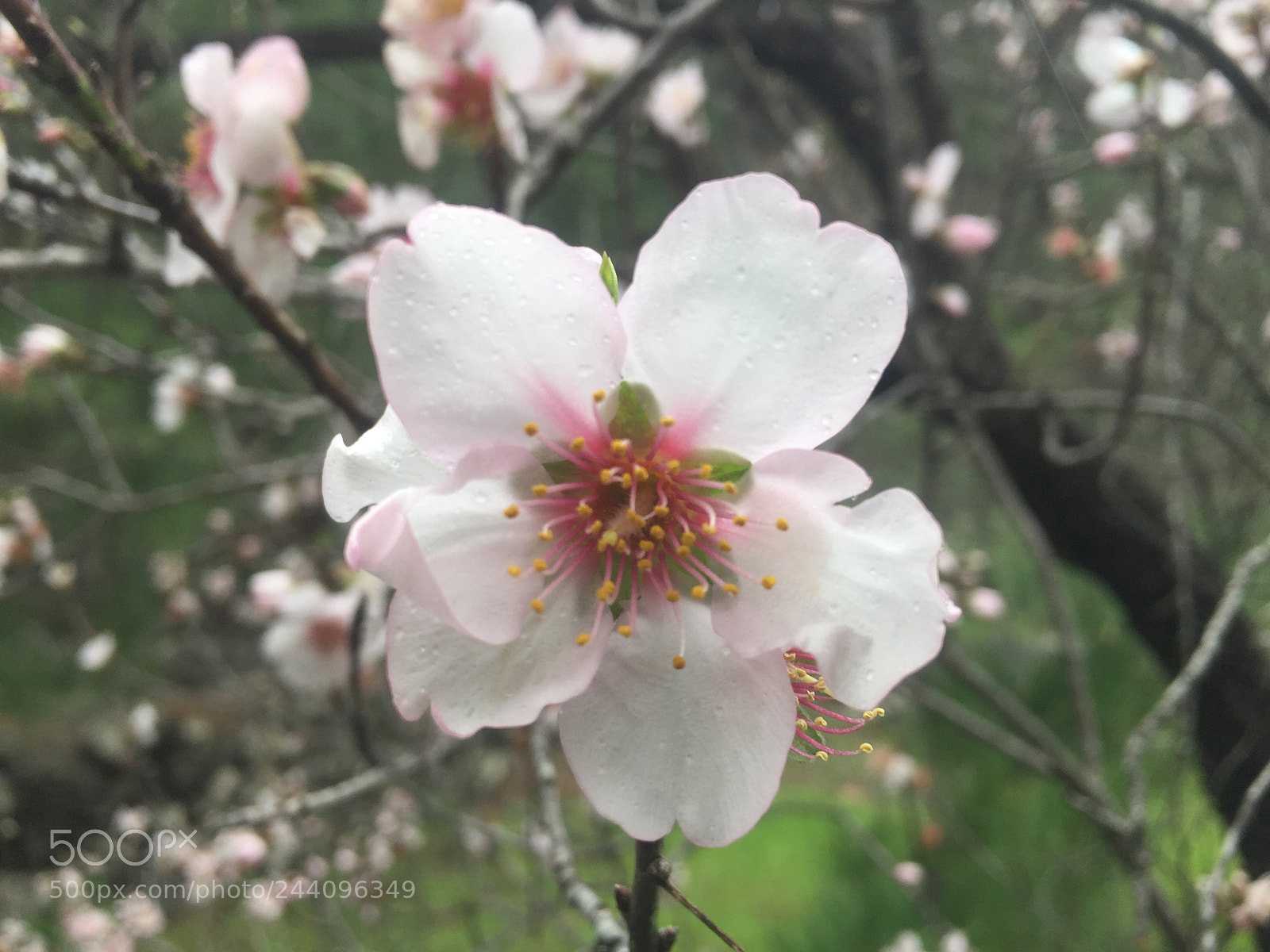 Apple iPhone 6 Plus sample photo. Untitled photography